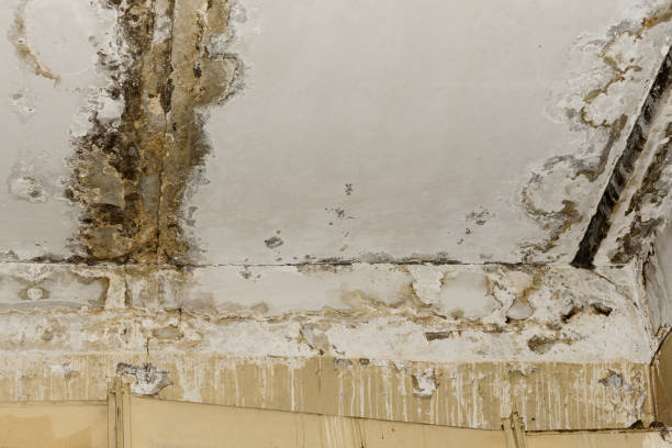 Best Water damage restoration near me  in River Forest, IL